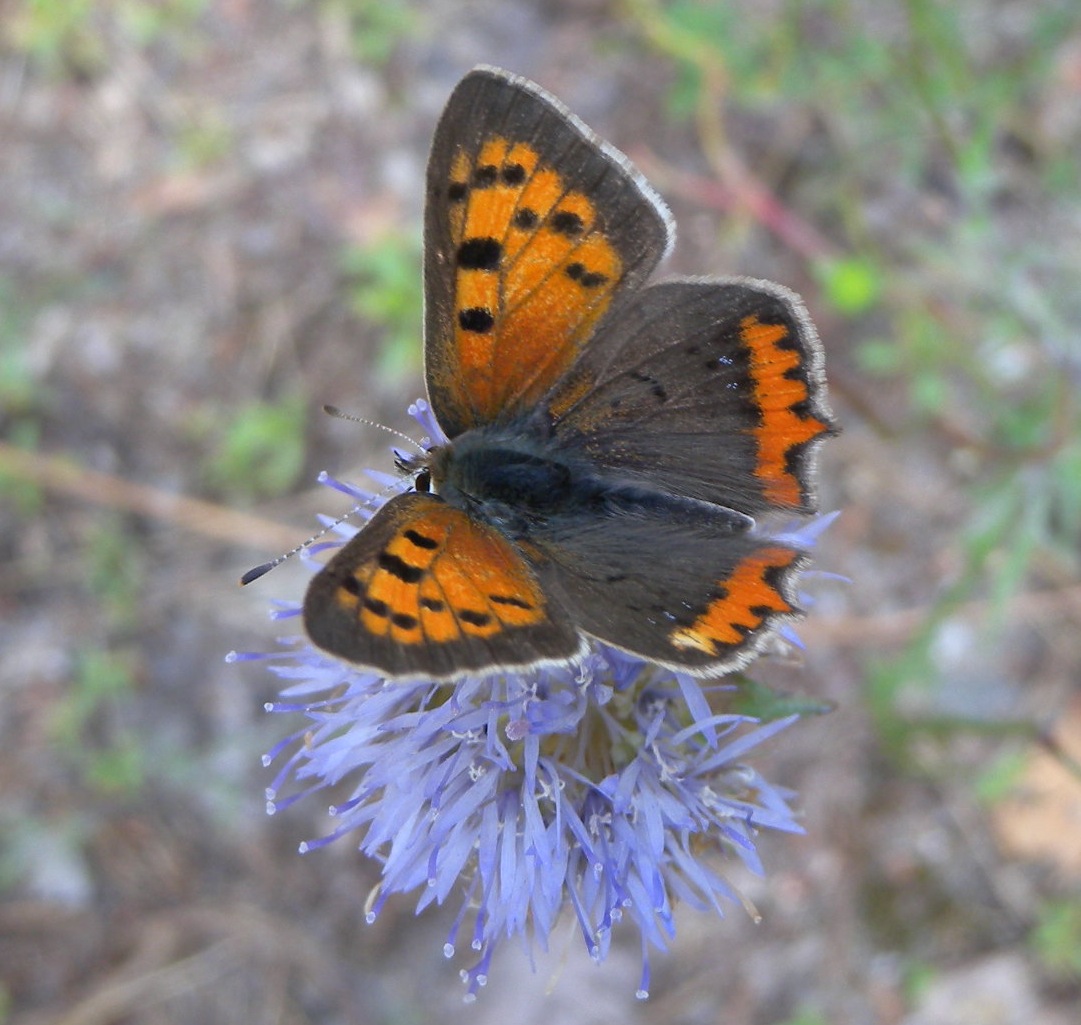 Farfalla Ticino